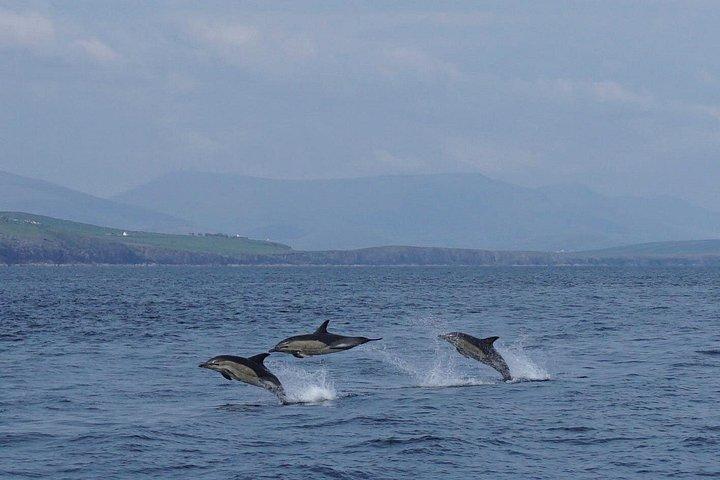 Dingle Boat Tours RIB Adventure Private