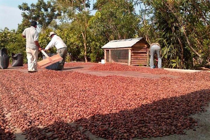 Workshop de meio dia de chocolate - Cacau Farm