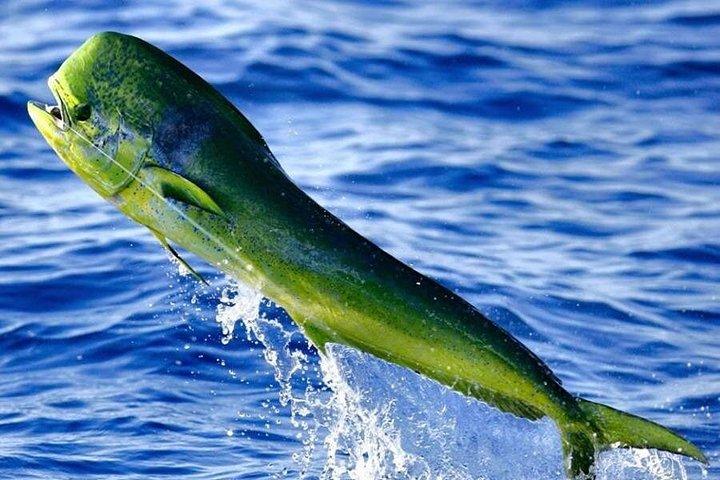 プライベートオーランド深海フィッシングチャーター