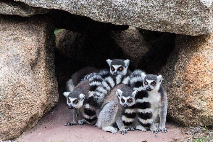 メルボルン動物園の一般入場券