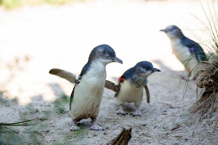 メルボルン動物園の一般入場券