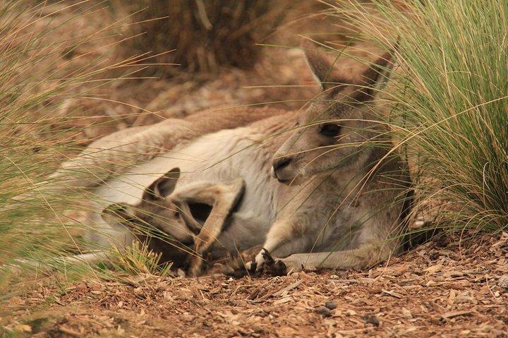 Ingresso geral para o zoológico de Werribee Open Range