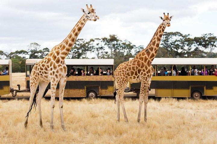 Ingresso geral para o zoológico de Werribee Open Range