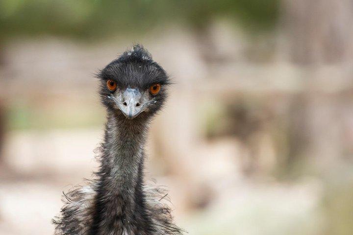 メルボルン動物園でのオーストラリア野生動物ツアー チケット - 税抜エントリ