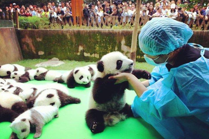 Privat dagstur i Chengdu Citys højdepunkter med Xiongmao Jidi