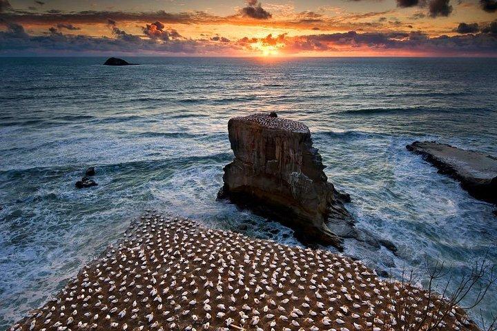 West Coast Discovery - Piha Beach oder Muriwai Beach von Auckland