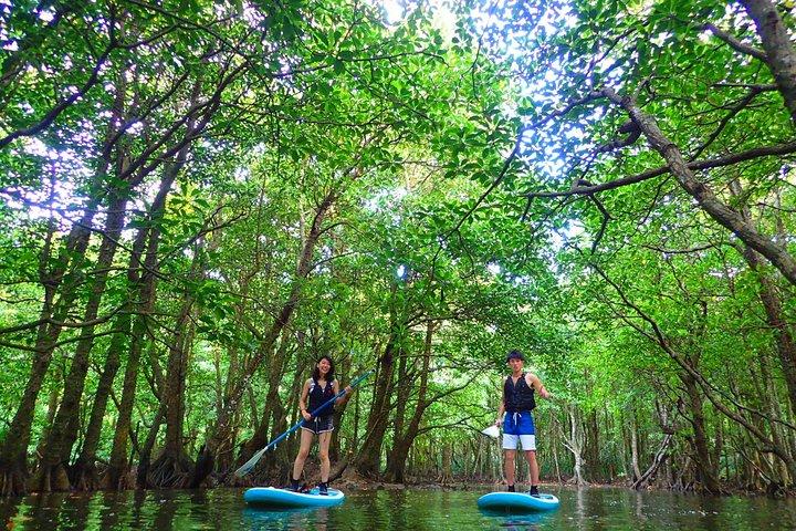 Okinawa Iriomote Mangrove SUP of kanotocht