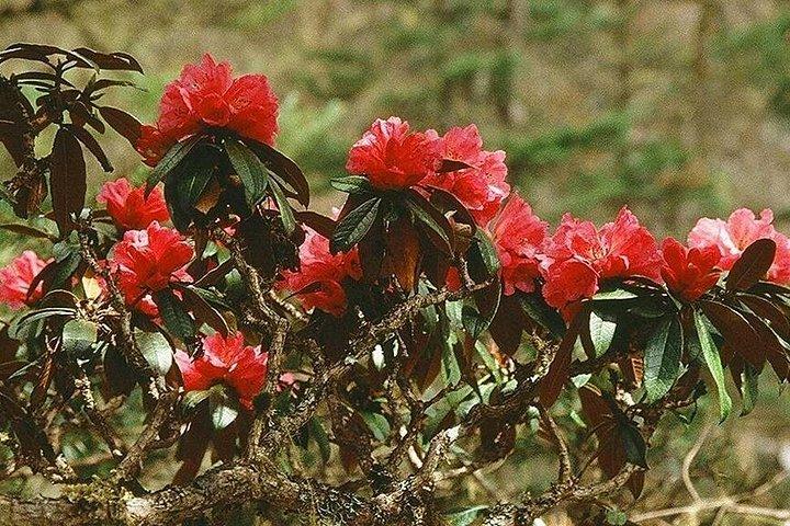 3 High Pass Trek 20 Days 19 Night