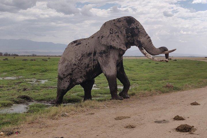 Gita di un giorno ad Amboseli !!