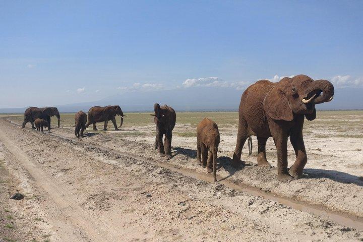 Amboseli dagstur !!
