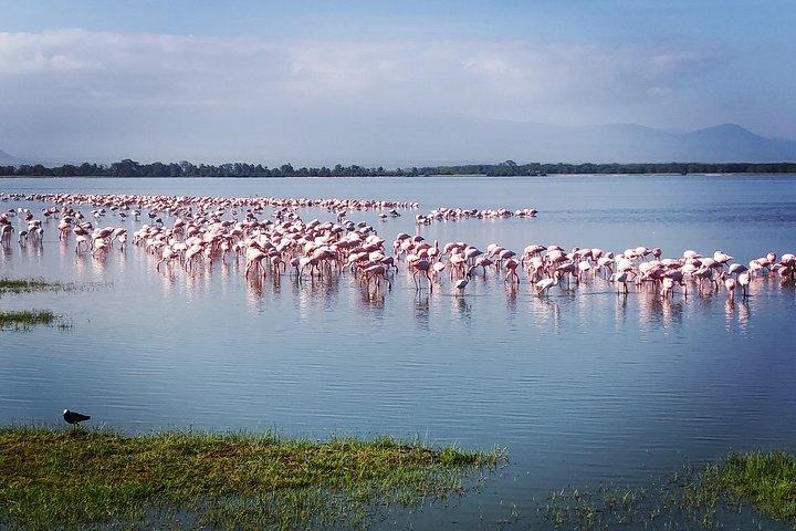 Amboseli dagstur !!