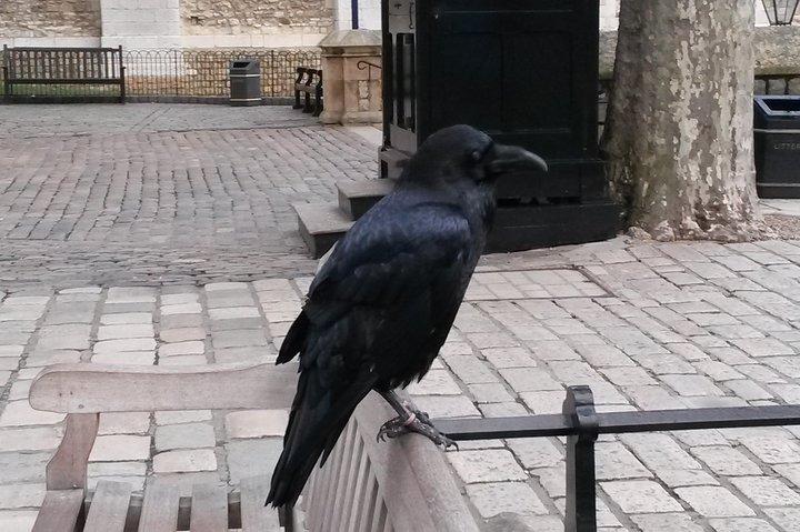 Visite privée de la Tour de Londres