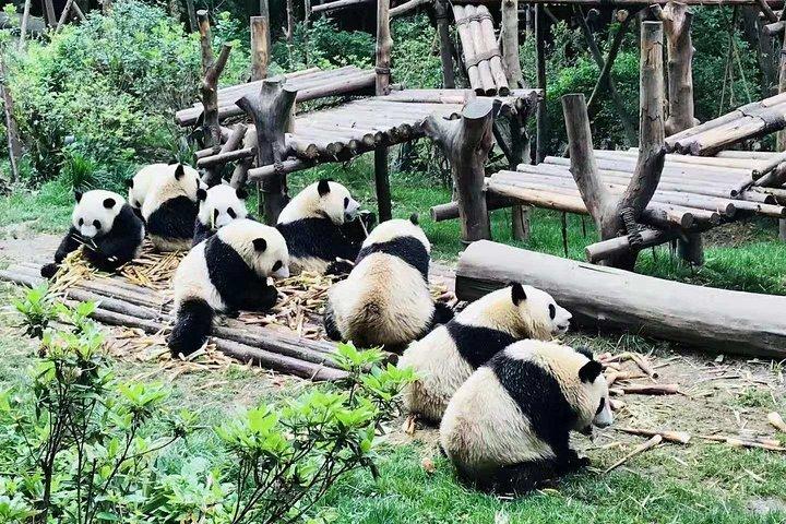 1日で成都パンダ基地と大仏の専門家旅行