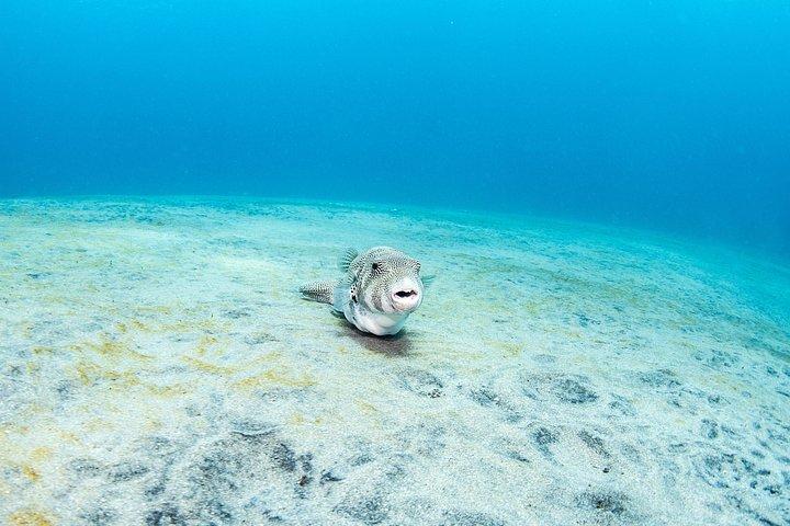 Fun Dive Nusa Penida Bali - Per subacquei certificati