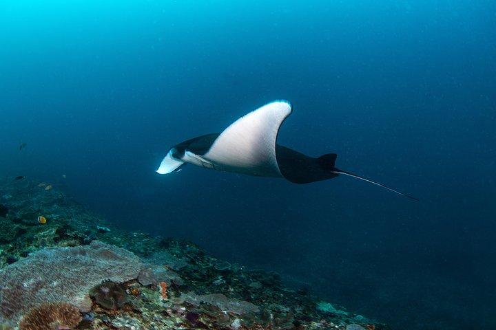 Fun Dive Nusa Penida Bali - Per subacquei certificati