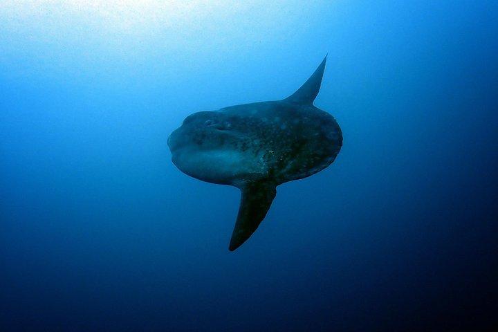 Fun Dive Nusa Penida Bali - Per subacquei certificati