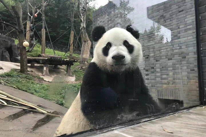 All Inclusive Customizable Chengdu Full Day Panda Tour