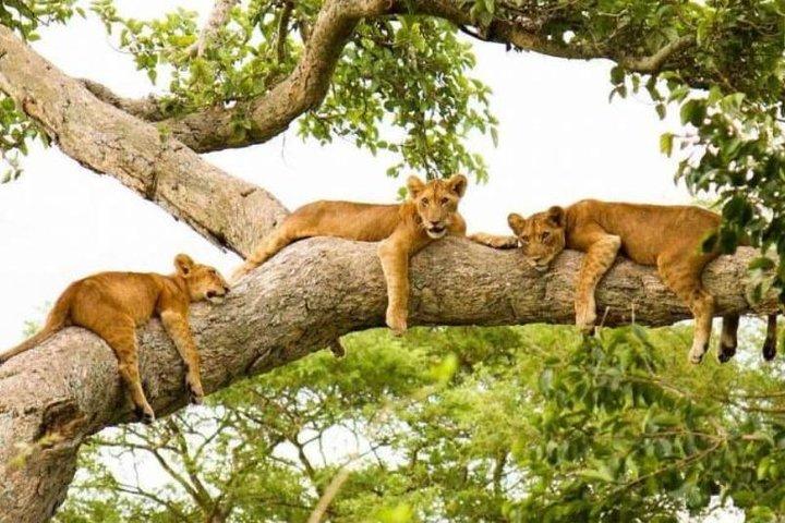 3 dias Big five Game Viewing no Parque Nacional Queen Elizabeth