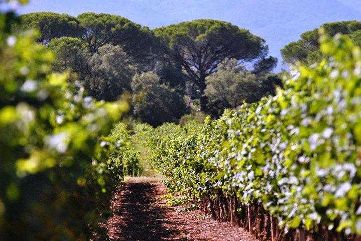 Tour privato di Calanques of Cassis, Aix-en-Provence e degustazione di vini