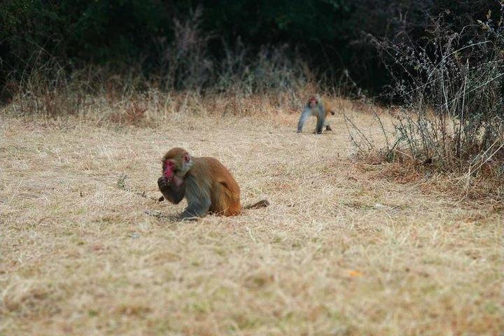 Shivapuri National Park Day Wandern von Kathmandu