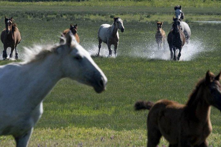 エルロシオ、ドナナ自然公園、セビリアからのマタラスカナスビーチデイトリップ