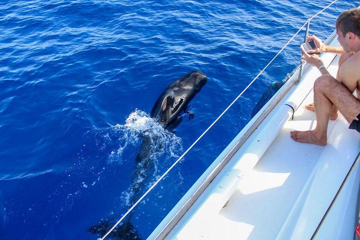 3時間のオールインクルーシブクジラとイルカのうずきヨットツアー