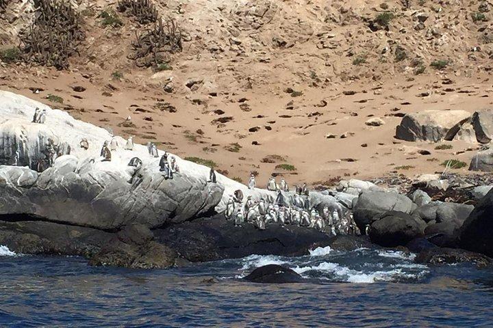 Zapallar Passeggiata & Bird Watching Pinguini Da Valpo.Tour privato