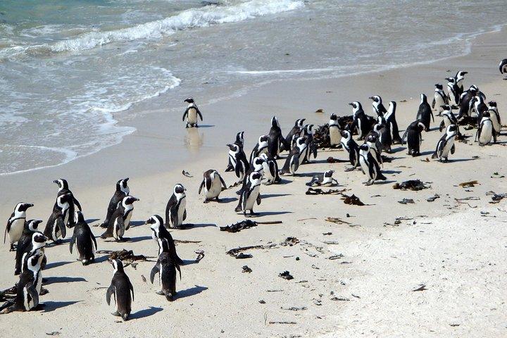Det bästa av 3-dagars attraktionstur i cape: Arme-helikopter och Cape Peninsula & Wine Tasting