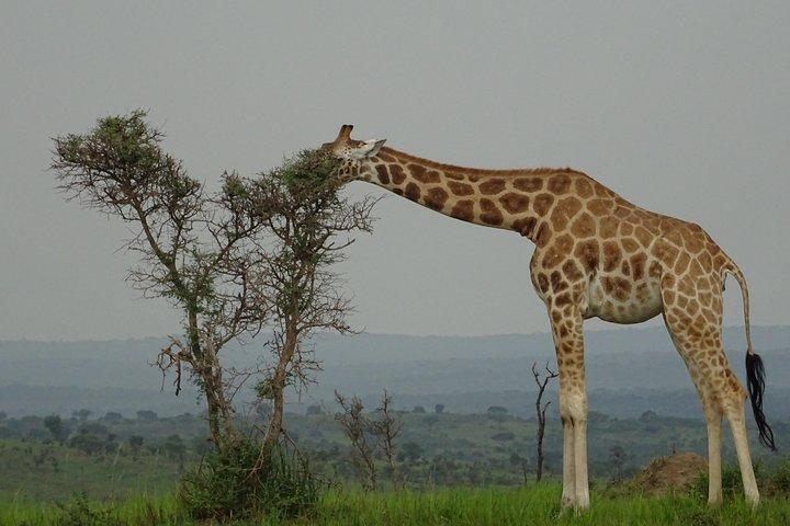 Incrível passeio de doze dias em Uganda