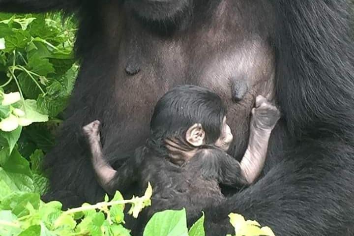 Tolv dage Amazing Tour i Uganda