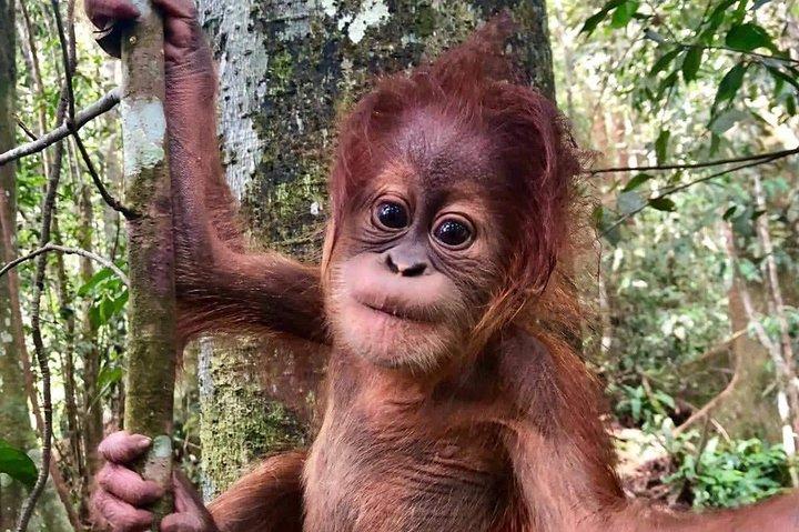 Avventura di due oranghi a Gunung Leuser