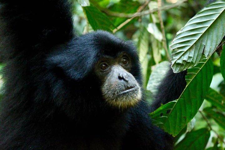 Tre dage orangutanger eventyr i Gunung Leuser