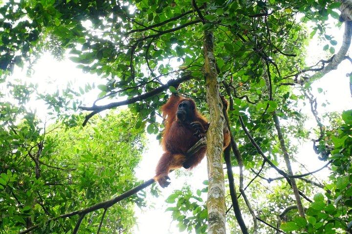 Tre dage orangutanger eventyr i Gunung Leuser