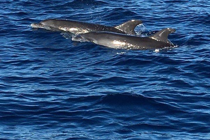 Descubrimiento de delfines en la costa del Caribe