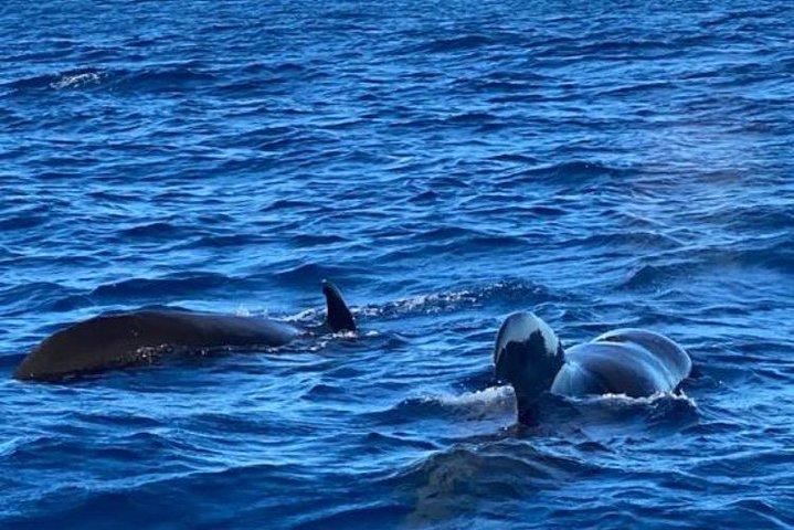 Descubrimiento de delfines en la costa del Caribe