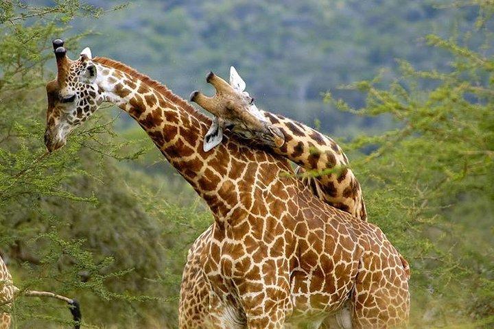 Grande Safari de 7 Dias em Migração e Orçamento no Quênia