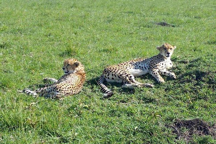 Grande Safari de 7 Dias em Migração e Orçamento no Quênia