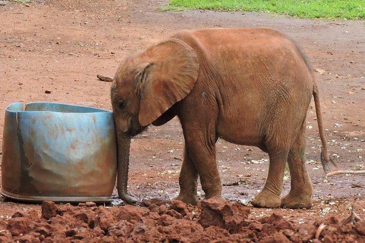 Visite guidée d'une demi-journée du centre des girafes, du bébé éléphant et de Karen Blixxen