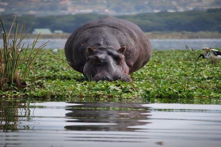 Safari économique de 5 jours au Kenya