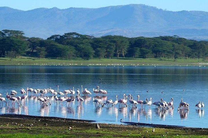 Safari économique de 5 jours au Kenya
