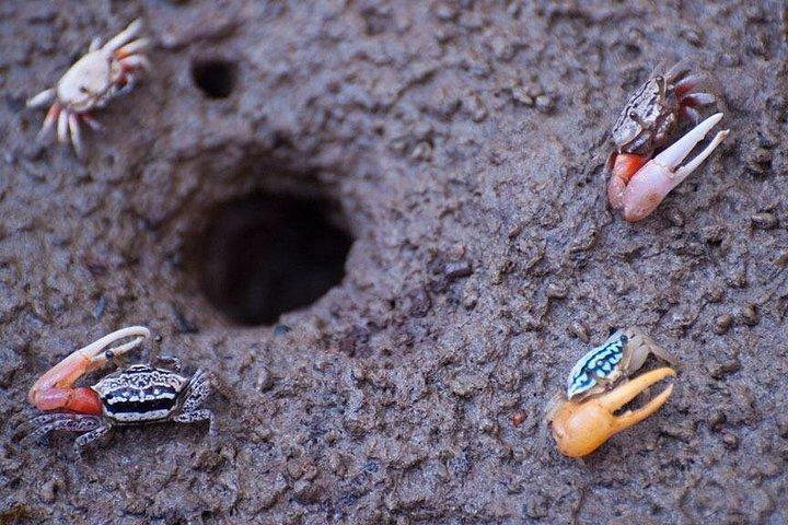 ランタ島からロングテールボートで東イーペンマングローブフォレストツアー