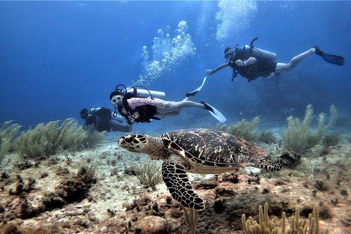 Open Water Diver kursus PADI i Cancun