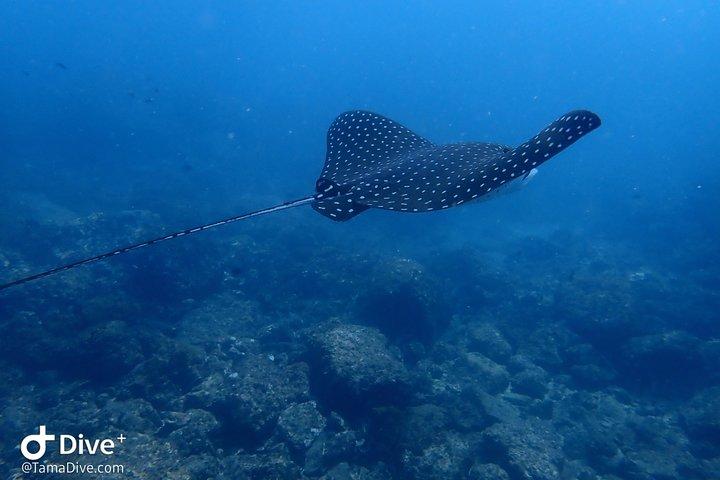 Mergulho nas Ilhas Catalinas