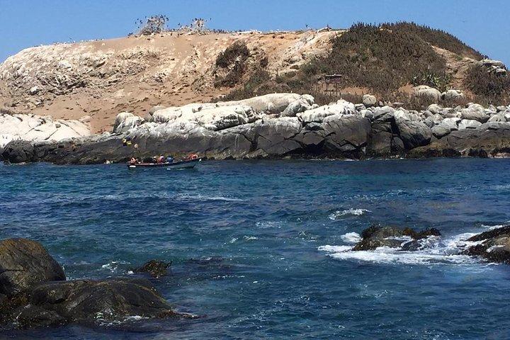 Zapallar Passeggiata & Bird Watching Pinguini Da Valpo.Tour privato