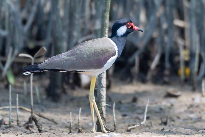サム ロイ ヨード国立公園とプラヤ ナコン洞窟グループ ツアーに参加