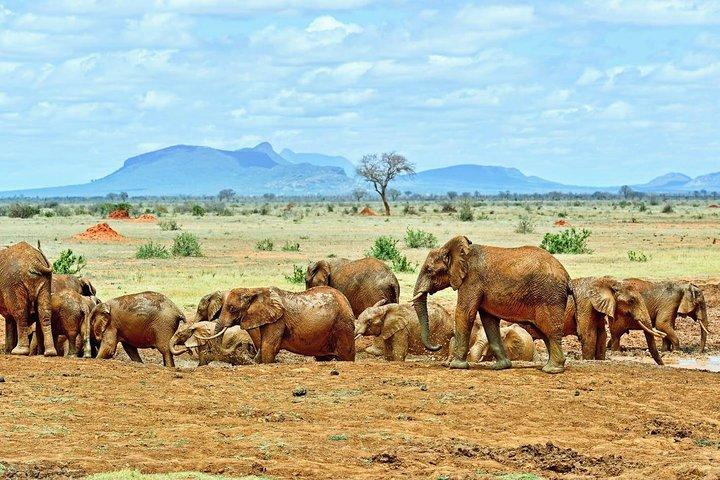 4-DAY Exciting Tsavo/Amboseli National Park/Mt. Kilimanjaro Safari