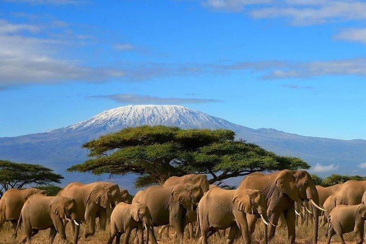 4-DAY Exciting Tsavo/Amboseli National Park/Mt. Kilimanjaro Safari