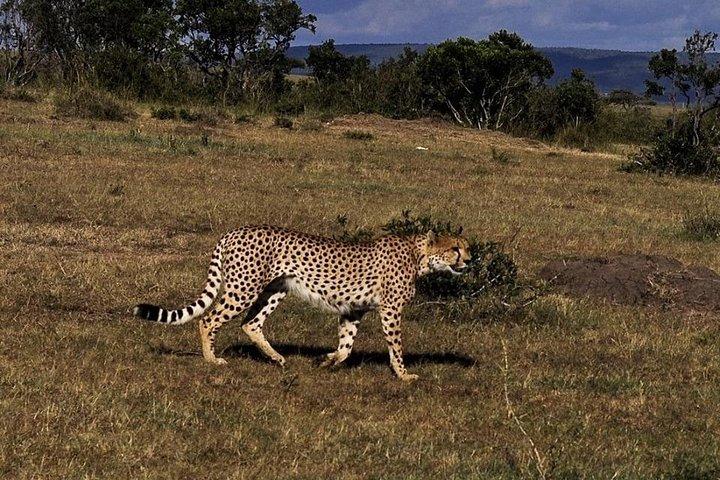 Crociera di 9 giorni Kenya Safari con DALA (personalizzabile)