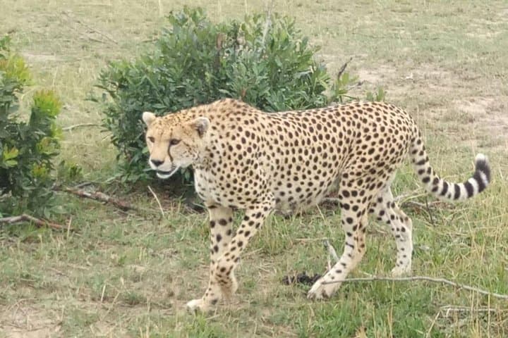 7 Days in Masai Mara- Lake Nakuru- Lake Naivasha- Amboseli National Park