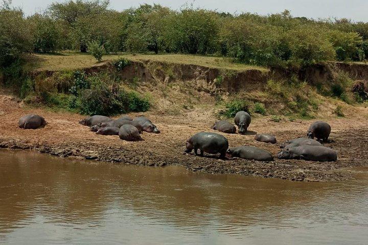 7 Tage 6 Nächte Aberdares / Lake Nakuru / Masai Mara / Lake Naivasha / Amboseli